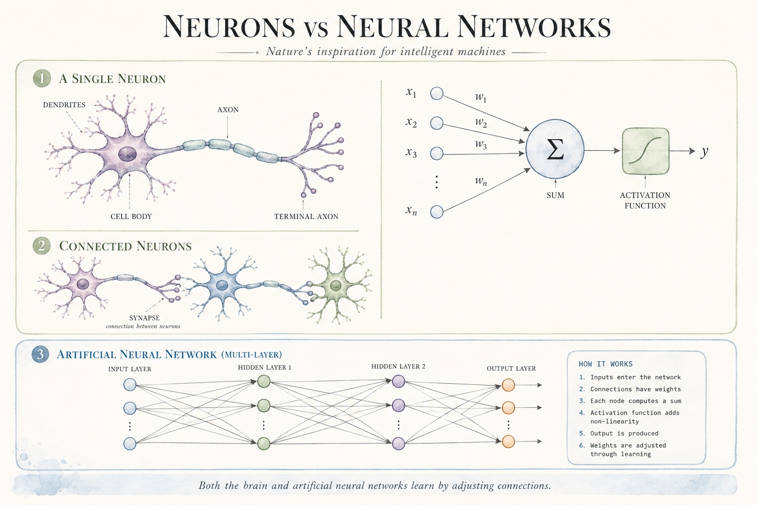 Neurons vs neural networks: a single neuron, connected neurons, and a multi-layer artificial neural network